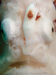 Froggy! Canon G10, Inon s-2000 macro lens by Andrew Macleod 